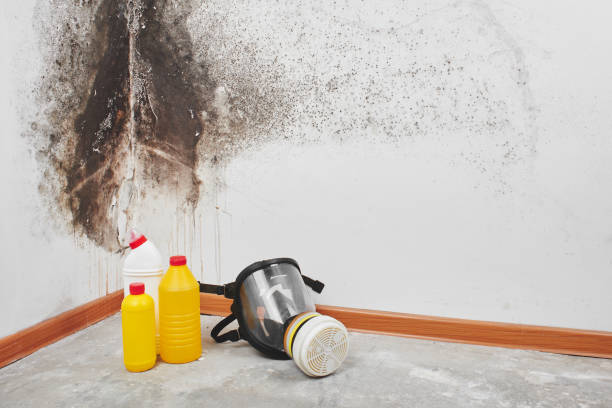 Best Office Mold Removal Services  in Goodman, MO