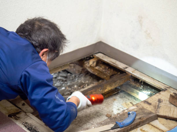 Best Emergency Mold Removal  in Goodman, MO