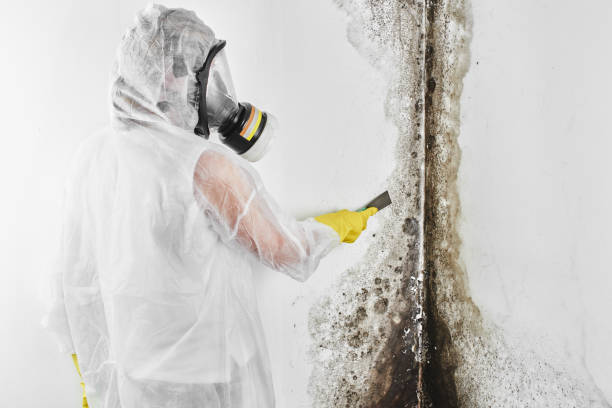 Best Fast Mold Removal  in Goodman, MO