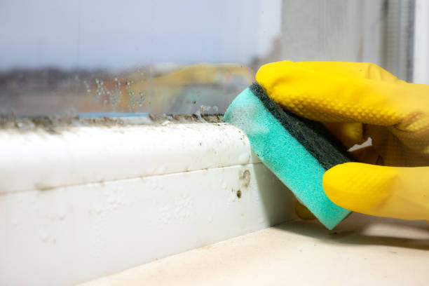 Best Mold Removal Near Me  in Goodman, MO
