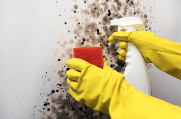 Best Mold Remediation  in Goodman, MO