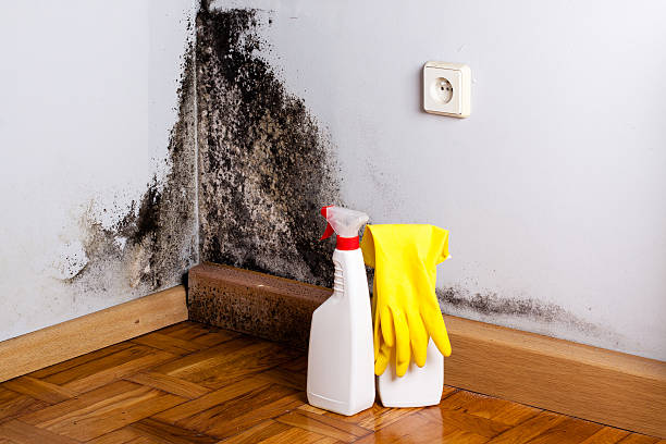 Best Mold Damage Repair  in Goodman, MO