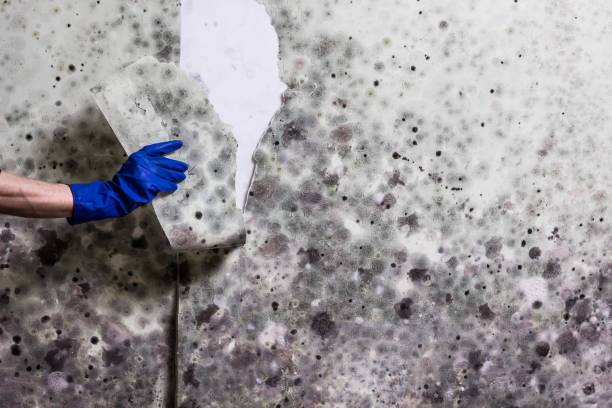 Best Same-Day Mold Removal  in Goodman, MO