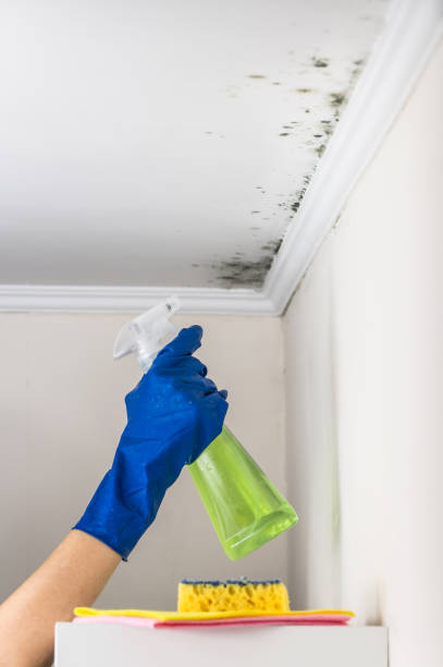 Best Mold Damage Repair  in Goodman, MO