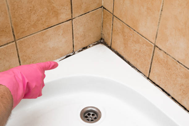 Best Affordable Mold Removal  in Goodman, MO